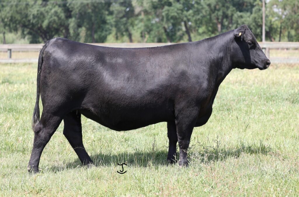 Stepaside Rita 3020